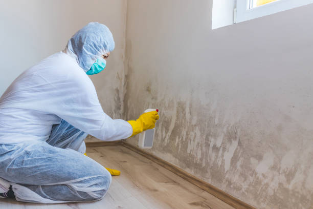 Licensed Mold Testing service in Franklin Square, NY - WQB Mold Removal